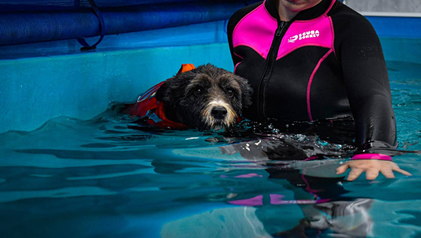 Hydrotherapy dog in pool